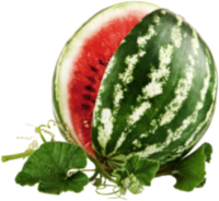 Citrullus lanatus (görögdinnye kivonat) A görögdinnye kivonat gazdag antioxidánsokban, mint a likopin, amelyek segítenek megelőzni a prosztata és a húgyutak gyulladásait. A görögdinnye erős gyulladáscsökkentő és vizelethajtó tulajdonságokkal bír, támogatva a húgyutak egészségét és az optimális vizeletáramlást.