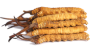 Cordyceps A Cordyceps egy gomba, amelynek kivonata segíthet az immunrendszer és a hormonális egyensúly erősítésében. Emellett erős gyulladáscsökkentő és antioxidáns tulajdonságokkal rendelkezik, amelyek támogathatják a prosztata és a húgyutak egészségét, javítva az energia- és vitalitásszintet.