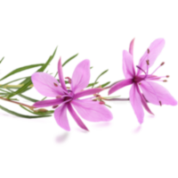 Maca Epilobio A Maca Epilobio növény gyökerét gyakran használják a prosztata gyulladásának kezelésére. Gyulladáscsökkentő tulajdonságai révén hozzájárul a prosztata egészségének fenntartásához, és javítja az urogenitális rendszer funkcióit.