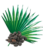 Serenoa repens A Serenoa repens, más néven fűrészpálma, hatékony az urogenitális rendszer betegségeinek megelőzésében. Hatóanyaga, a béta-szitoszterol, gátolja a gyulladásos folyamatokat, és elősegíti a húgyutak és a prosztata normális működését, normalizálva a vizeletürítést.