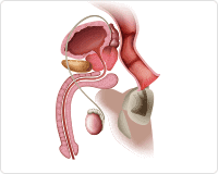 véráramlás és értágulás magyarázata