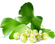 Ginkgo biloba
Segít a sejteknek abban, hogy túléljenek a fülsérülést követően, illetve segít megbirkózni a depresszióval, apátiával és ingerlékenységgel. Úgy vélik, hogy hatékonyan csökkenti a fülzúgást.