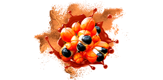 Guarana
A guarana magkivonatok antimikrobiális és antioxidáns hatásúak.