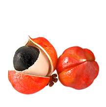 Guarana
Serkenti a zsírégetést és növeli az energiaszintet.