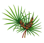 Fűrészpálma kivonat
Ez a kivonat olyan anyagokat tartalmaz, amelyek biztosítják az urogenitális rendszer betegségeinek megelőzését. A fűrészpálma kivonat hatóanyaga (Béta-szitoszterol) gátolhatja a gyulladásos folyamatokat. Normalizálja a vizeletürítési folyamatot a vese és a húgyutak működésének támogatásával