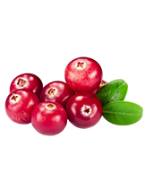 Vörös áfonya

A gyógyászatban a húgyutak fertőző gyulladásainak megelőzésére és kezelésére használják. A vörös áfonyát minden modern tudós elismeri a legerősebb természetes antibiotikumnak. Vírusellenes tulajdonságokkal rendelkezik és kiváló antioxidáns.